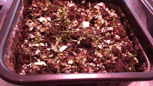 Выращивание черники из семян Часть 3 смотреть онлайн