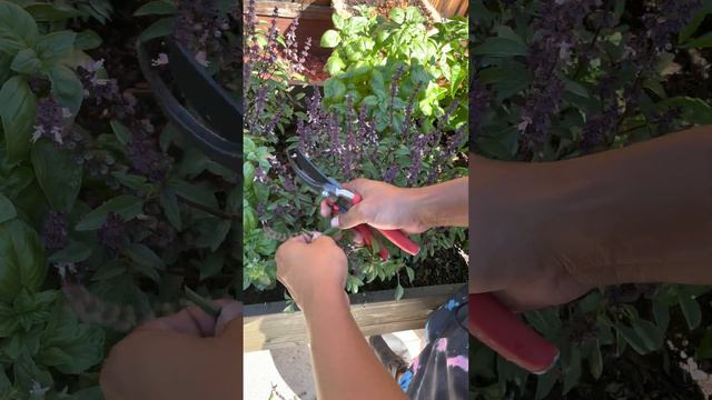 Pruning My Bolted Thai Basil