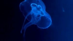 Упражнение для СКОРПИОНА