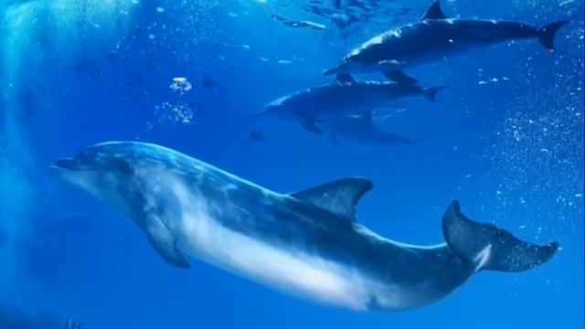 Хозяева,морей и океанов. смотреть онлайн