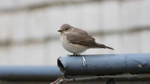 Серая Мухоловка, наблюдение птиц в Великом Новгороде 10 мая 2024