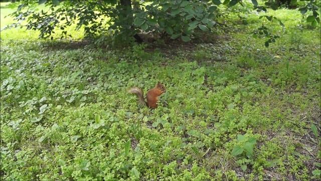 Чем кормить белку? Белочки в парке...