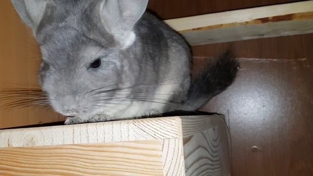 Стоит ли ссаживать Шиншиллу молодого самца-подростка со взрослой Самочкой! Мой опыт) смотреть онлайн