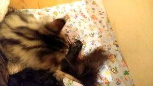 Кошка МЕЙН КУН рожает Кошка родила 6 котят КОШКА НЕ МОЖЕТ РОДИТЬ САМА