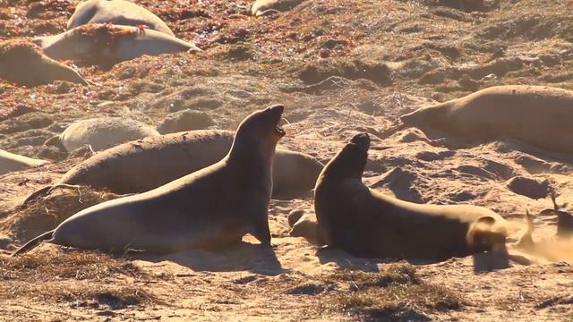 15 Animals That Are Often Confused For One Another смотреть онлайн