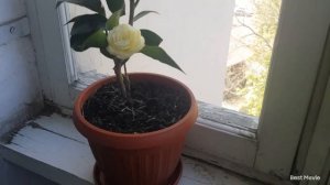 22.05.2023 Репортаж с цветущего балкона. Цветок самураев - Камелия Далонега (Camellia Dahlonega)