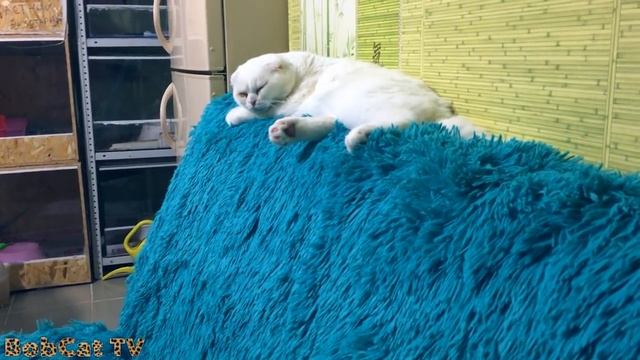 Котенок рыси играет круглые сутки и не даёт никому спать смотреть онлайн