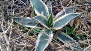 Агава американская(Agave americana)!
