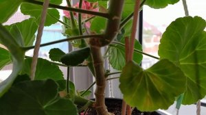 Пеларгония                        *** Peppermint twist***  СПОРТит.     Выводы.