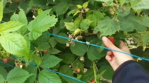 Сбор малины Limax