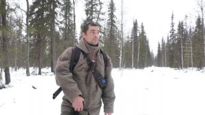 ОХОТА НА БОРОВУЮ ДИЧЬ С СОБАКОЙ. ГЛУХАРИ ВООБЩЕ НЕ СИДЯТ.