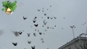 Безкружные голуби, итоги года.
