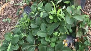 Елизовета 2. Как развивается Клубника в летний период.