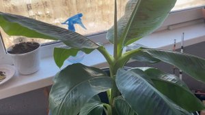 Выращиваю банан дома !