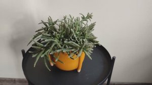 Рипсалис Хоррида (Rhipsalis horrida) – удивительный кактус из джунглей