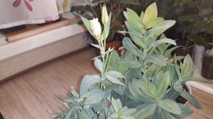 ДЛЯ ТЕХ КТО СОХРАНЯЕТ ЭУСТОМУ ? ЗИМОЙ /ЕЩЁ РАЗ ВСПОМНИМ ВАЖНЫЕ МОМЕНТЫ?