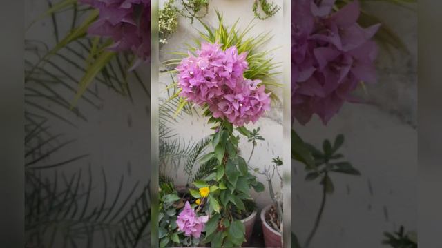 Wow ! Beautiful Bougainvillea Blooms Before Your Eyes 💞