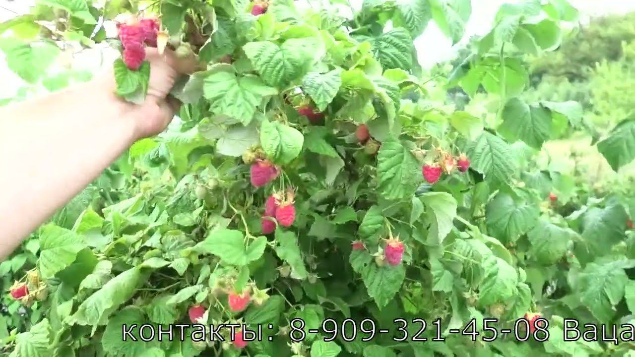 НОВОСТЬ КУЗЬМИНА ранний сорт летней малины слон и гигант по урожайности и росту смотреть онлайн