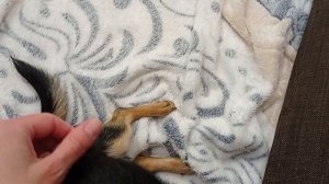 Чихуахуа кусается и линяет. Что делать?