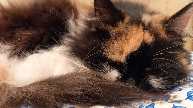 21 октября 2021 г. Колыбельная для Муськи? смотреть онлайн