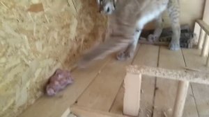 Очень голодная рысь напала на человека. Смотреть всем