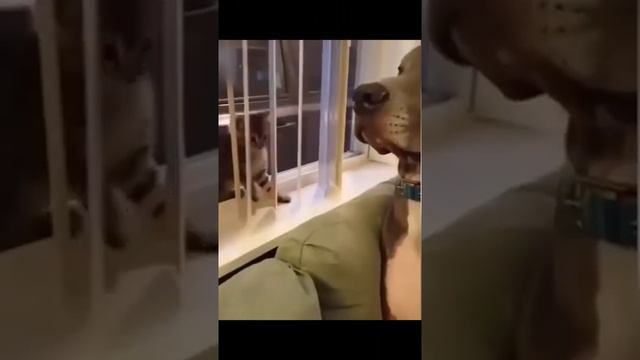 funny dogs 44#Shorts.mp4