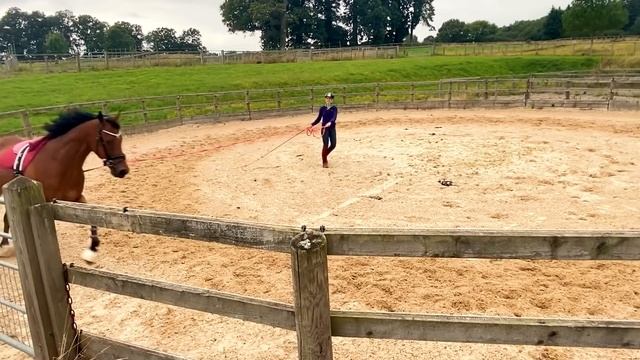 WHAT TO DO BEFORE YOU RIDE YOUR NEW HORSE - (Thoroughbred Horses) OTTB Series смотреть онлайн