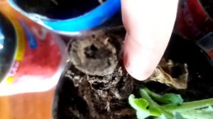 Артишоки: выжили или нет после зимовки в холодильнике?