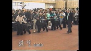 2000. Атаман - русский черный терьер на выставке.