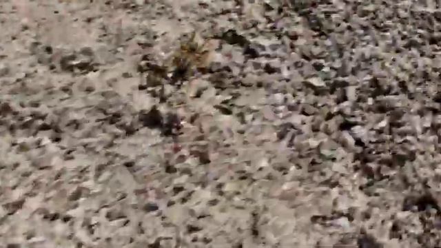 Solifugae (сольпу́га, фаланга) на пляже отеля Utopia Beach Club 4* смотреть онлайн