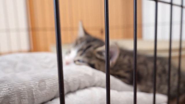 Котенок Коко напуган и до сих пор не может выбраться из клетки