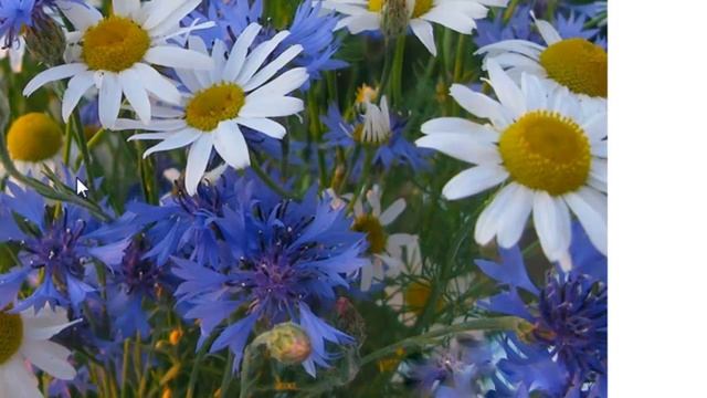 Как в поиске Яндекс найти картинку и сохранить на компьютер смотреть онлайн