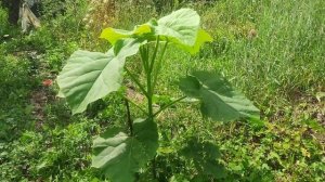 Дерево выросло за 2 месяца на 3 м. / ПАВЛОВНИЯ ПРОДОЛЖАЕТ УДИВЛЯТЬ!