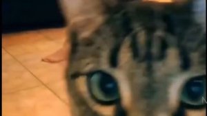 Приколы с котами - топ 1