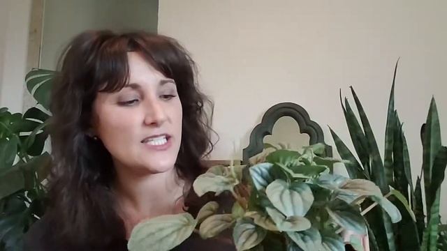 Peperomia Frost | Complete Care Guide смотреть онлайн