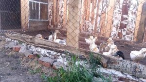 Сад и огород. Томаты после заморозков.