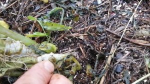 Результат прививки томатов на куст картофеля. The result of grafting tomatoes on a potato Bush.