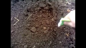 Посев семян щавеля. Посадка и выращивание щавеля.