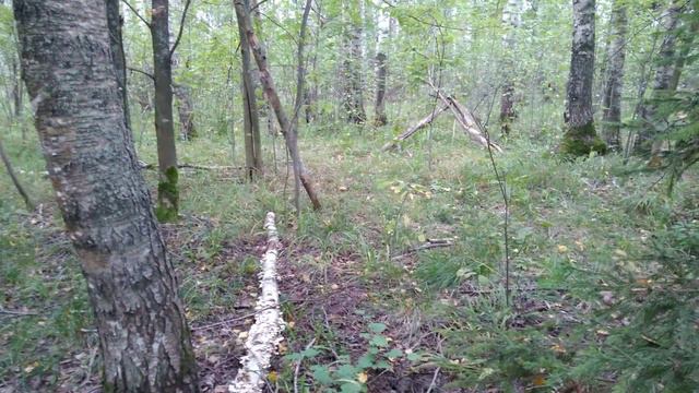 Грибалка (тихая охота) смотреть онлайн