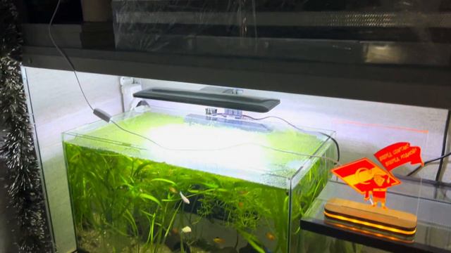 ПОЗДРАВЛЕНИЕ С НОВЫМ 2024 ГОДОМ! l ЧТО У НАС ИЗМЕНИЛОСЬ? смотреть онлайн