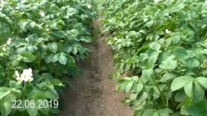 Посадка картошки самодельным электрокультиватором