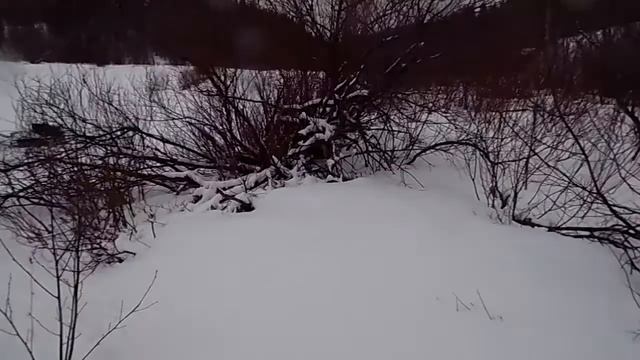 Ломаем кусты мотобуксировщиком. Крепкий бампер всесезонного смотреть онлайн