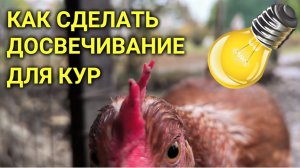 Как сделать ДОСВЕЧИВАНИЕ КУРАМ в курятнике #сезонконтентаRUTUBE