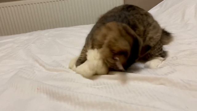 Кошка против норки!?? смотреть онлайн