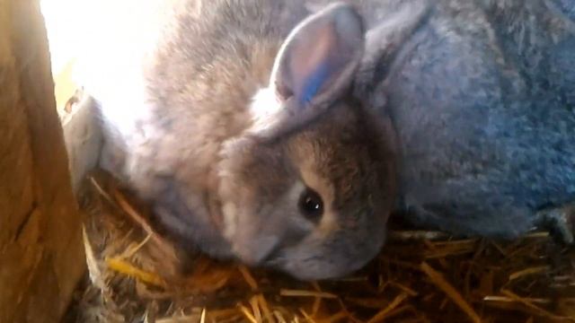 Просто крольчата.))) смотреть онлайн