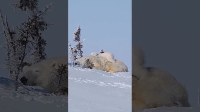 Самое теплое место на свете нашел медвежонок!