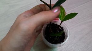 Вариегатный замиокулькас из фрагмента листа // мой опыт