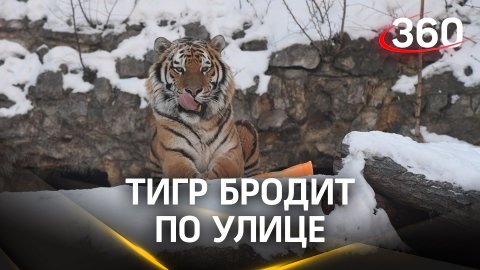 Тигр держит в страхе поселок в Приморье: хищник бродит по улицам