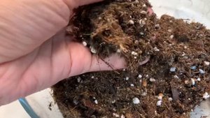 Малютки Азлани #алоказияазлани #alocasiaazlanii