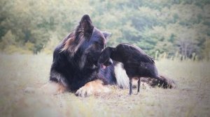 502 Cliff Richard - Cliff Richard Congratulations